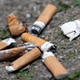 Illustration for article titled Cigarette Butts Stunt Plants' Growth